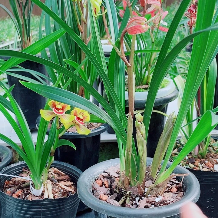 用***5完全开放一物一漂亮开花