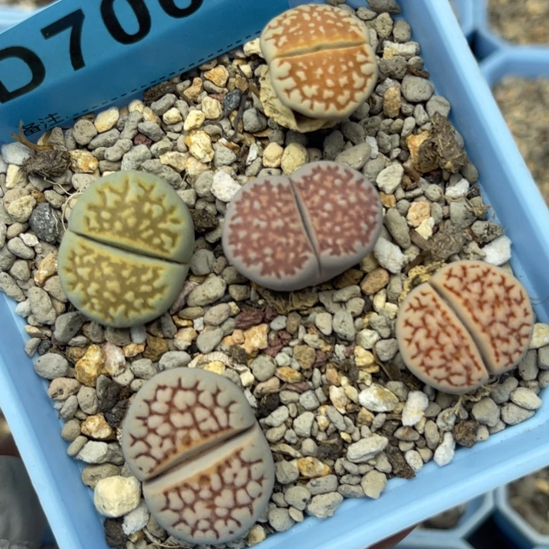7061网纹彩拼五颗。