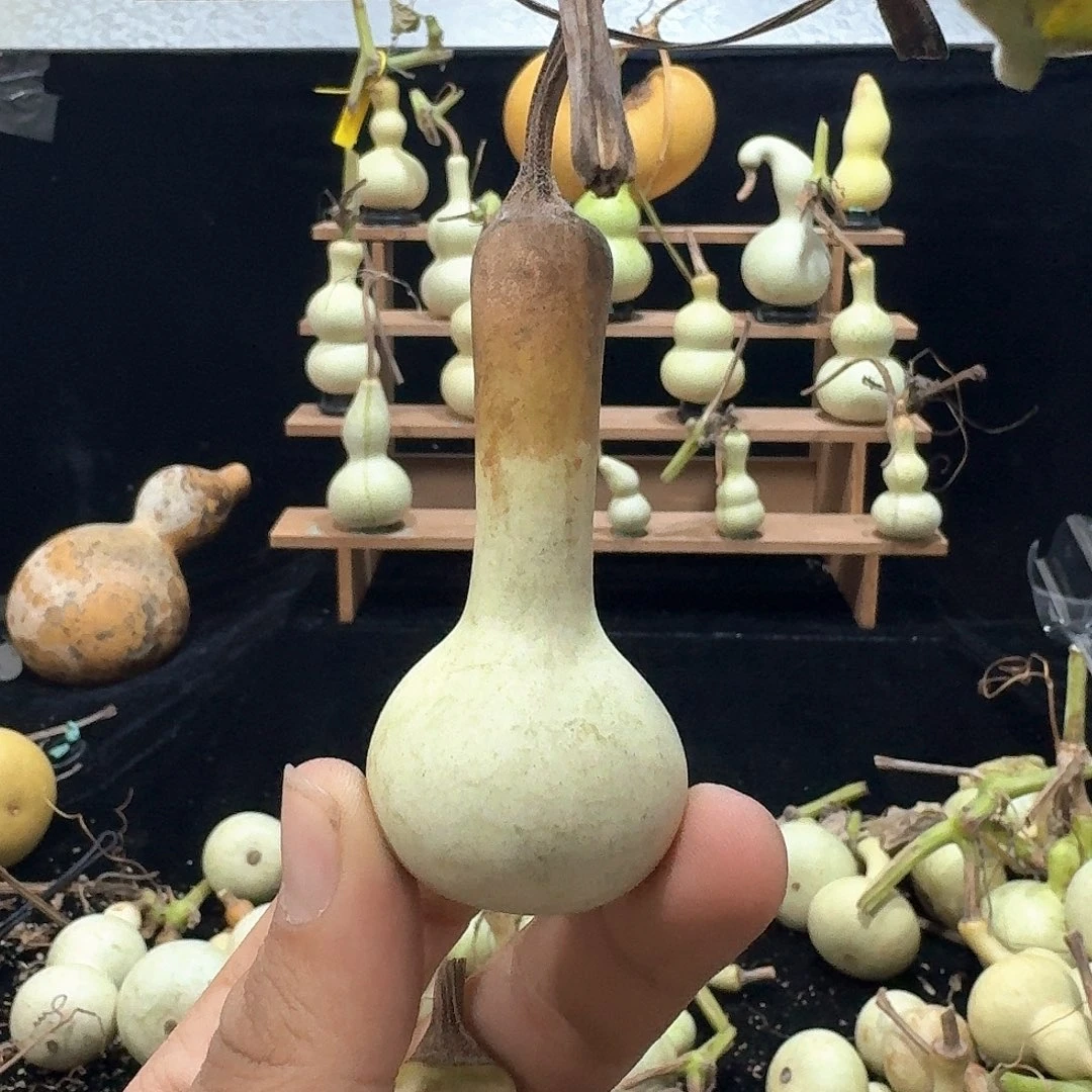 ****贝独霸定向定向定向