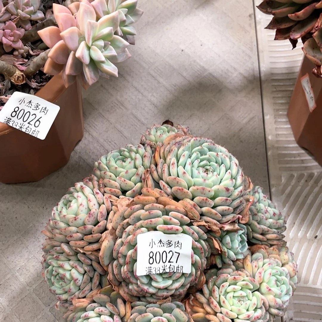 小杰白胖子80027