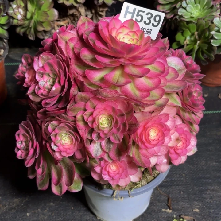 瑞妈一物一拍539