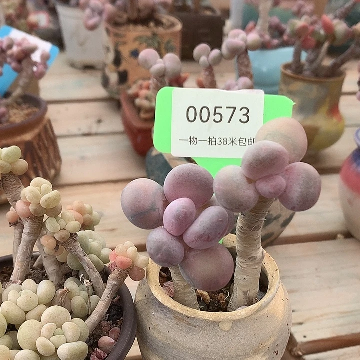 00573阿里去哦哦哦小雨