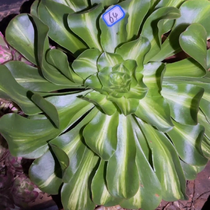 64，燕子中班大砍头