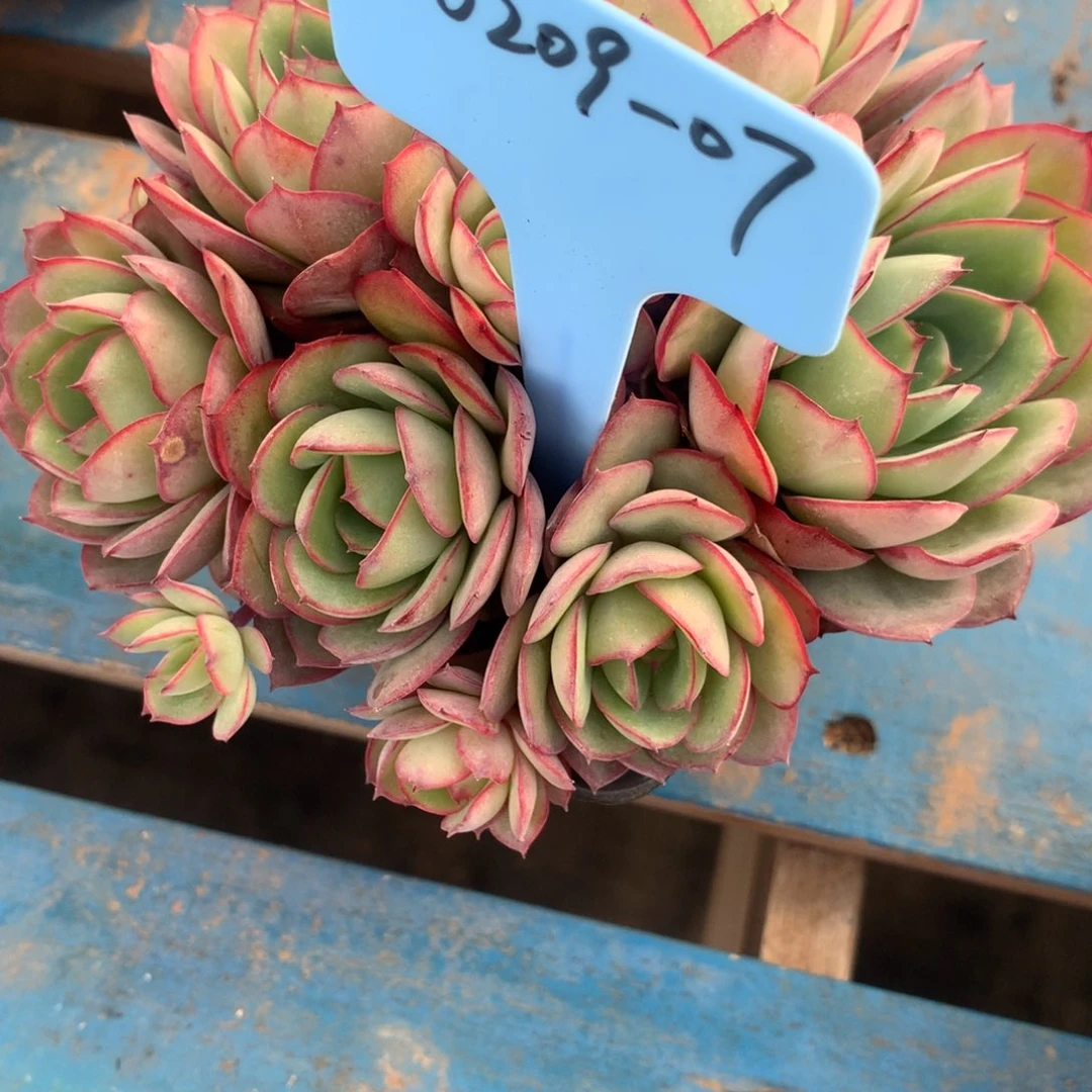 E***²350209-07牡丹亭