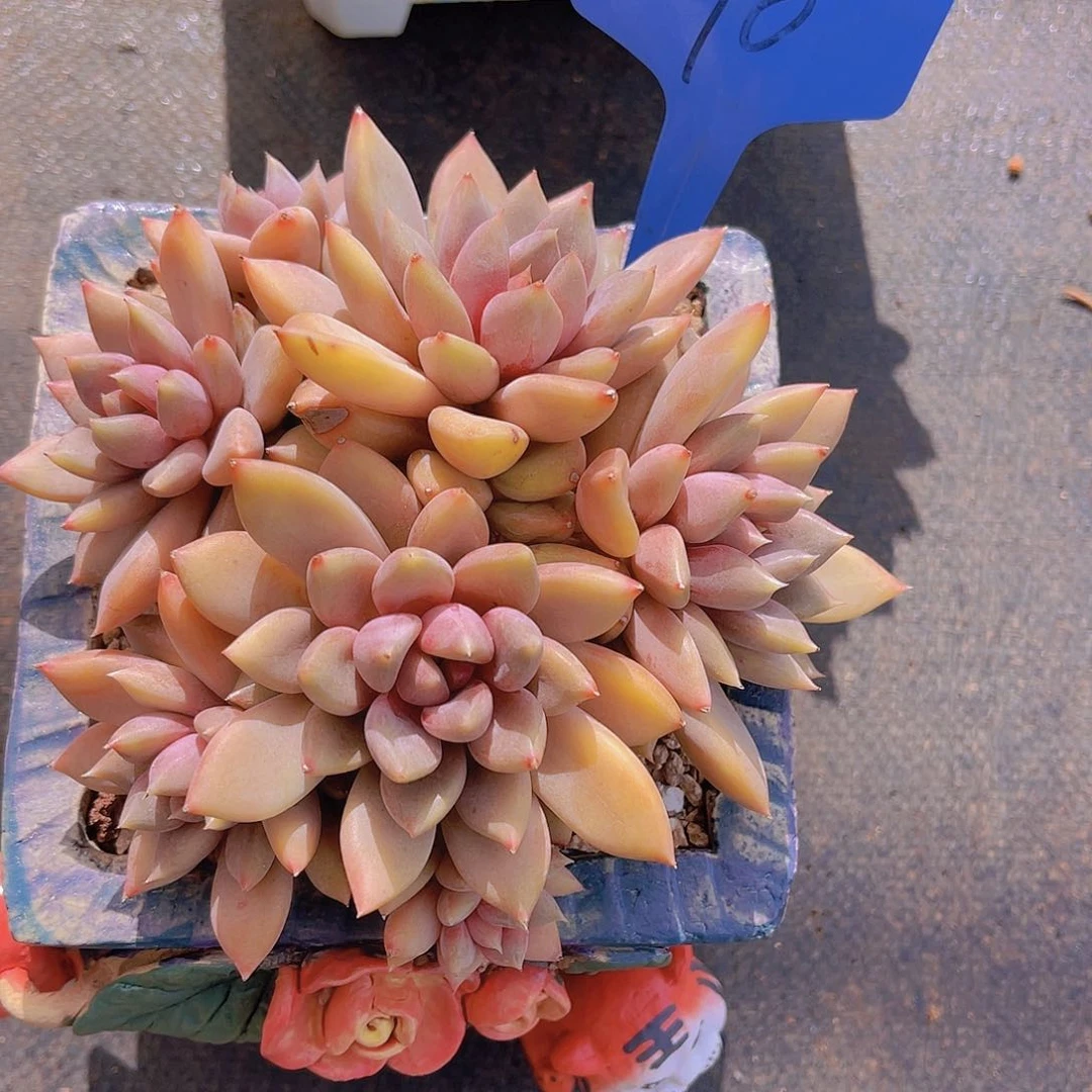 落***～70号多肉植物一物一拍