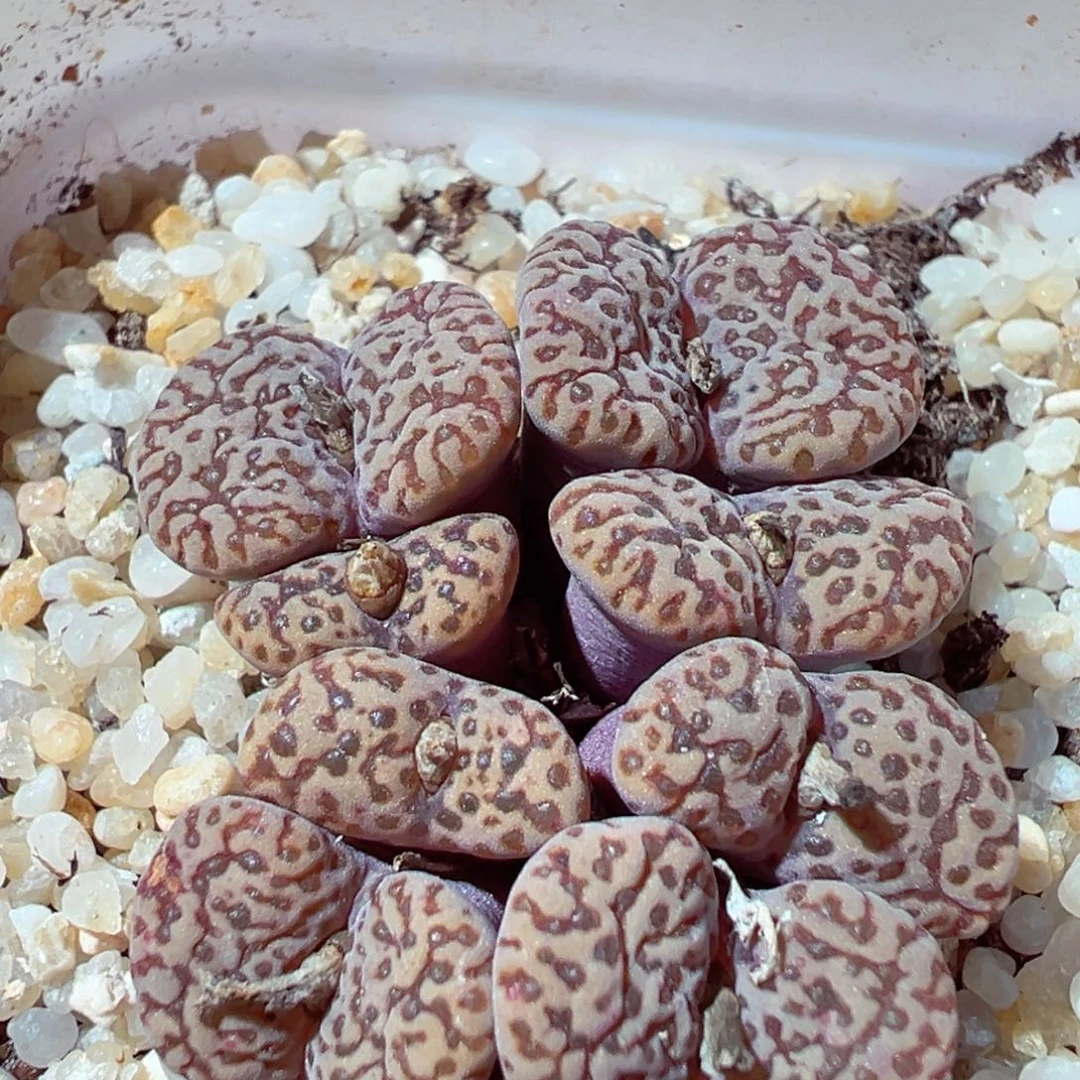 1212-601多肉多日鱼子酱鸟