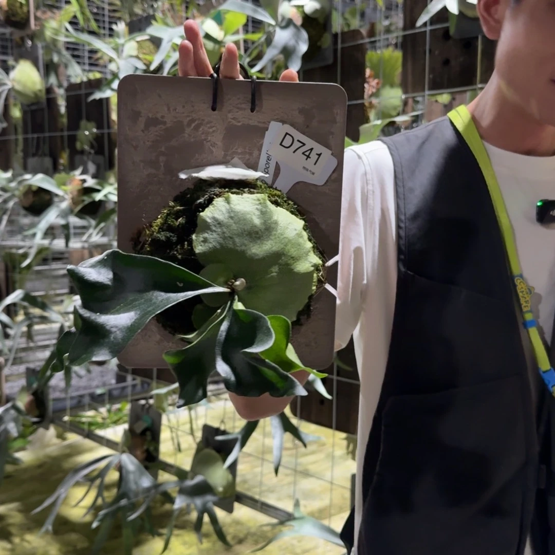不开花植物D741-深绿mio孢子苗