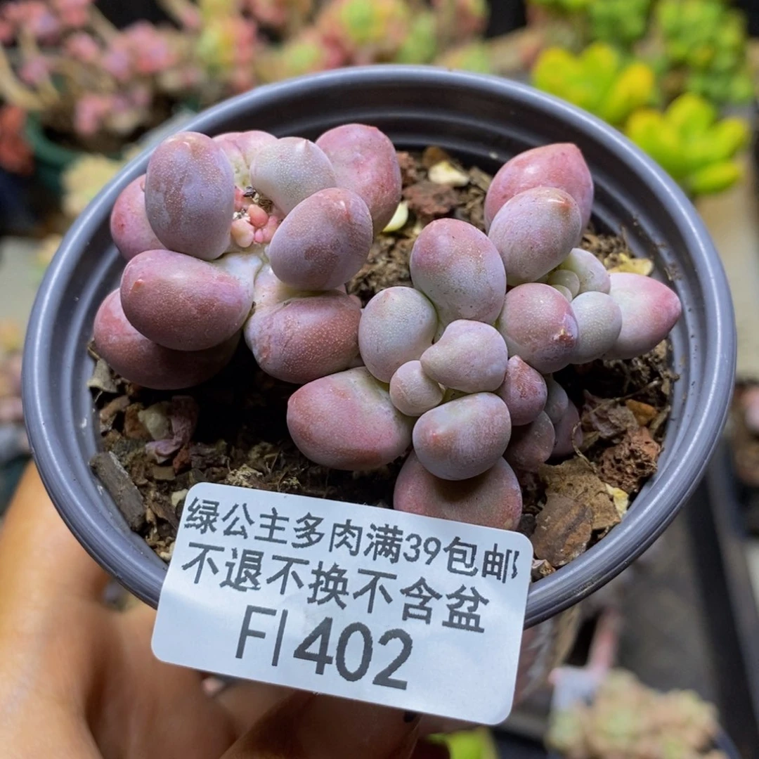 402月美人多肉6c m