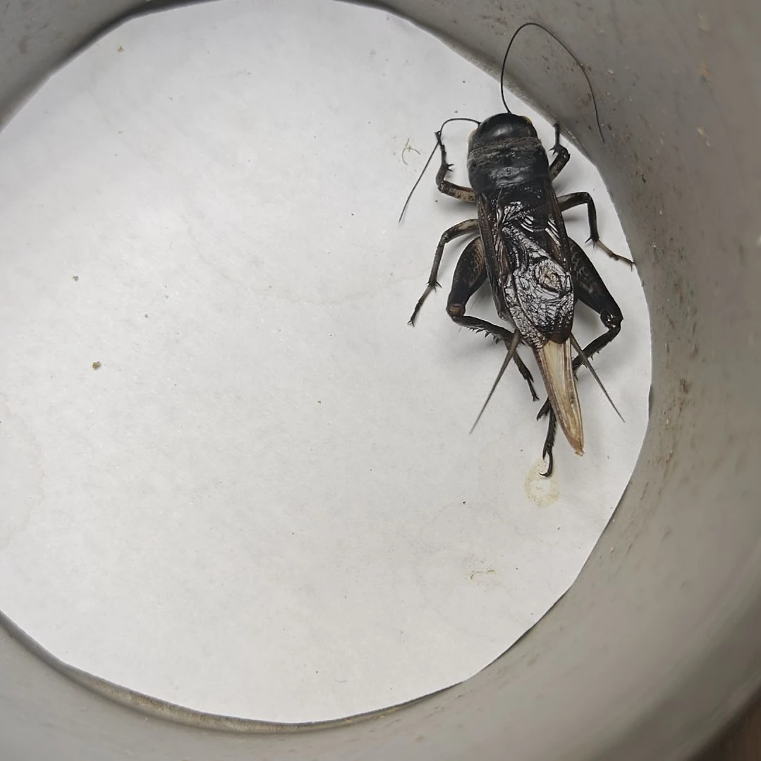 蟋蟀歪门邪调 爱吾65