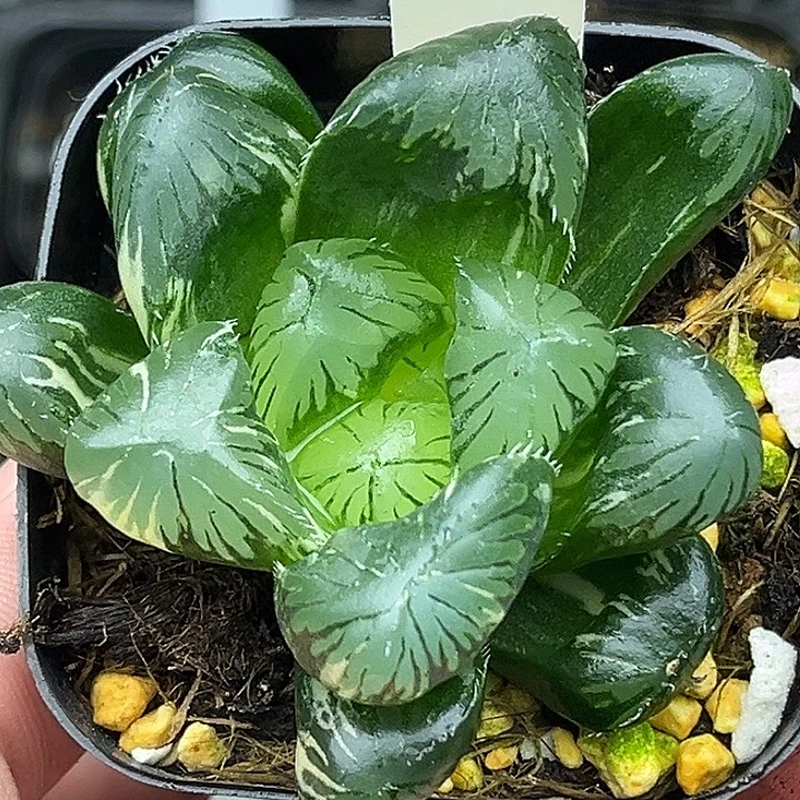 61巨大化夏沫玉露锦