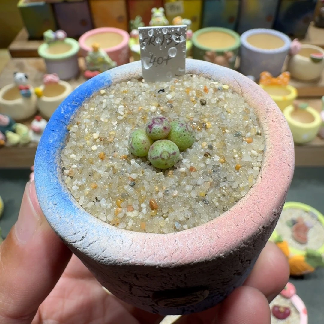 蘑菇1036原始斑马多肉植物