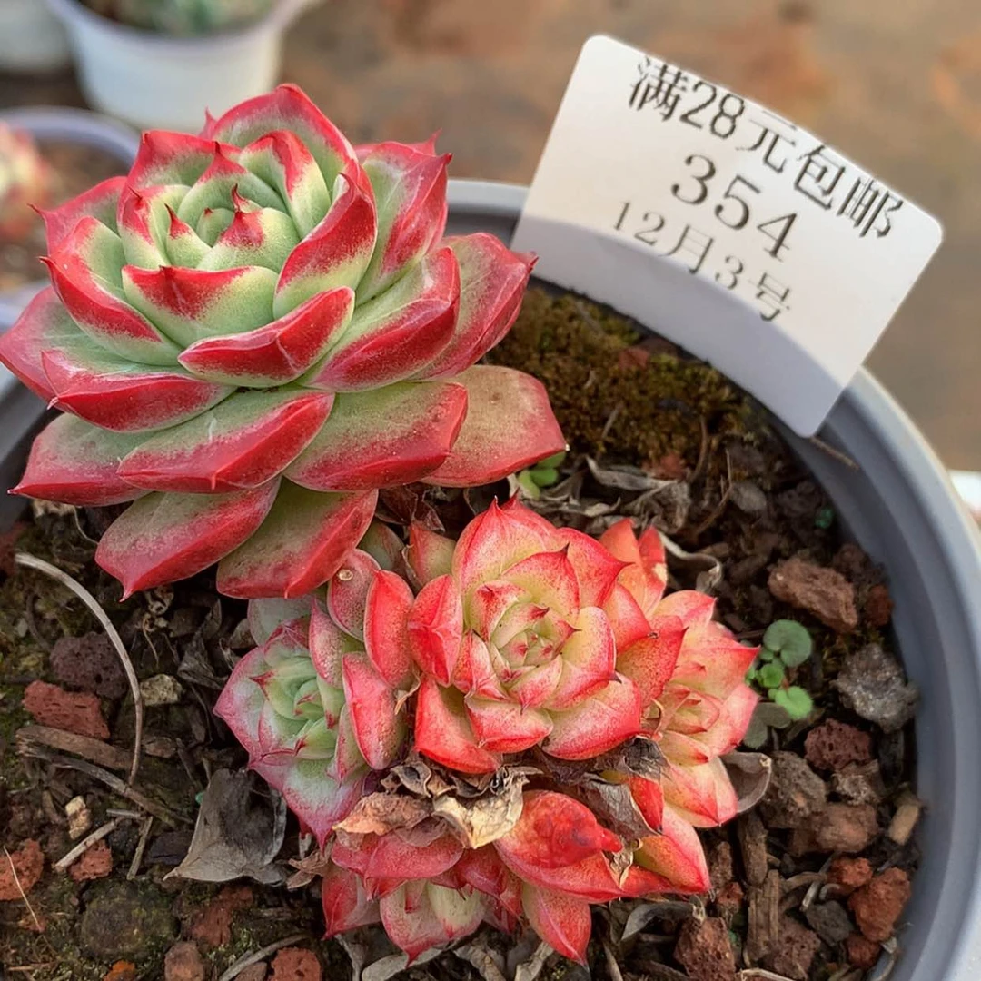 【闪购商品】云354号