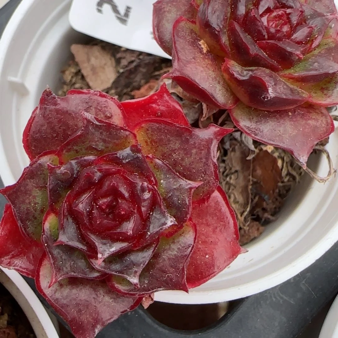 花语逸境0209-240