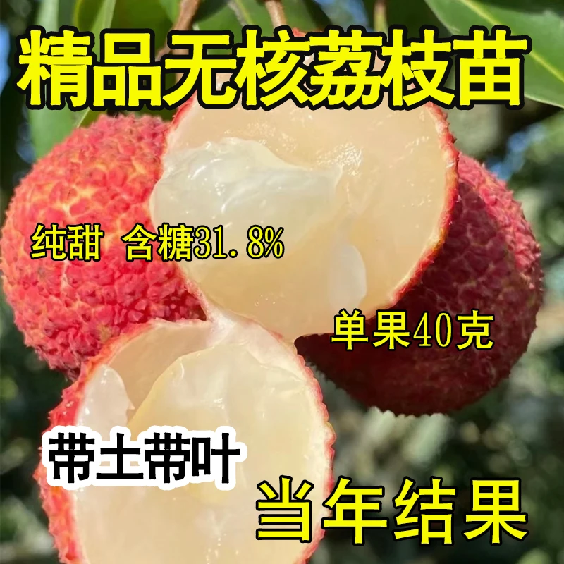 正宗无核荔枝嫁接树苗桂味荔枝树大苗四季荔枝树苖南方当年结果