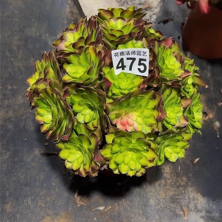 红陶韶华47500000