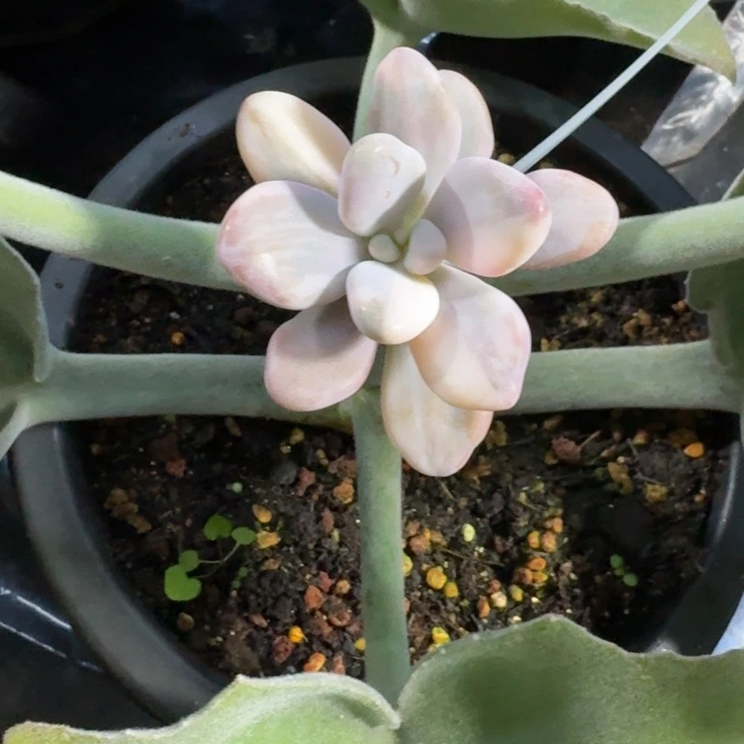 花脸桃蛋一物一拍