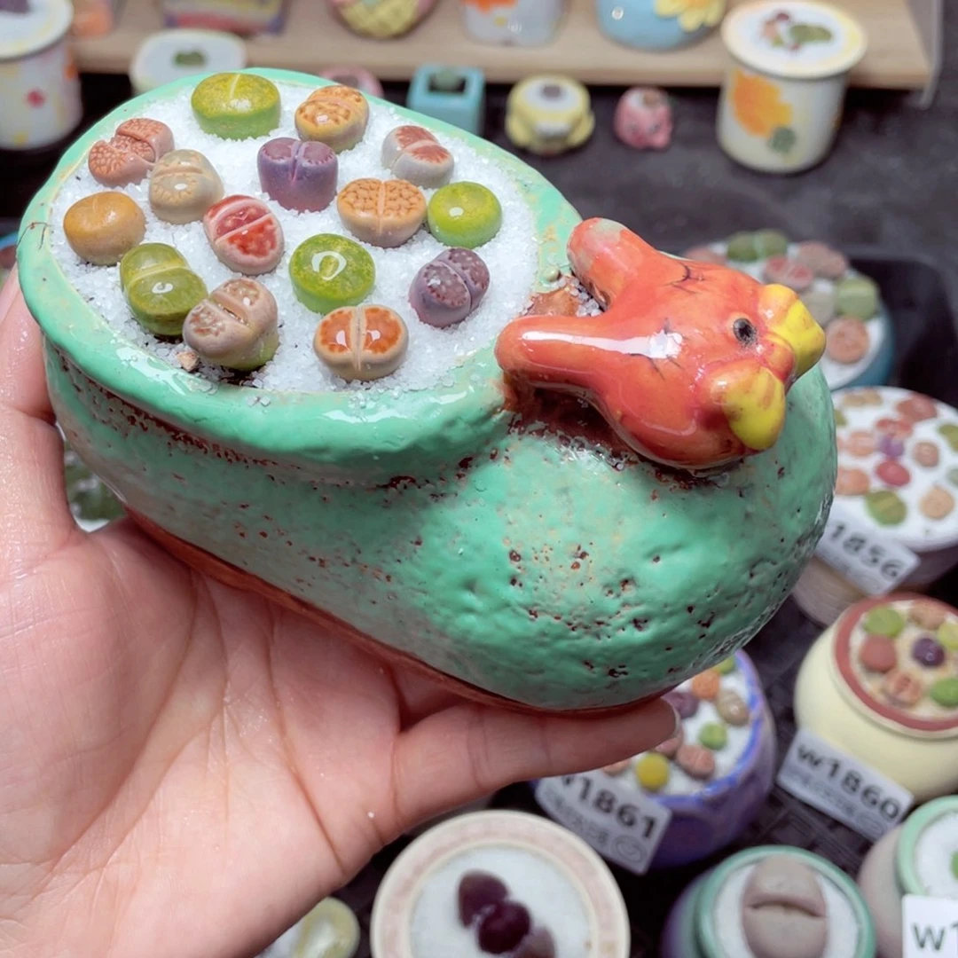 w1872 带盆土发货-零下地区拍保温箱