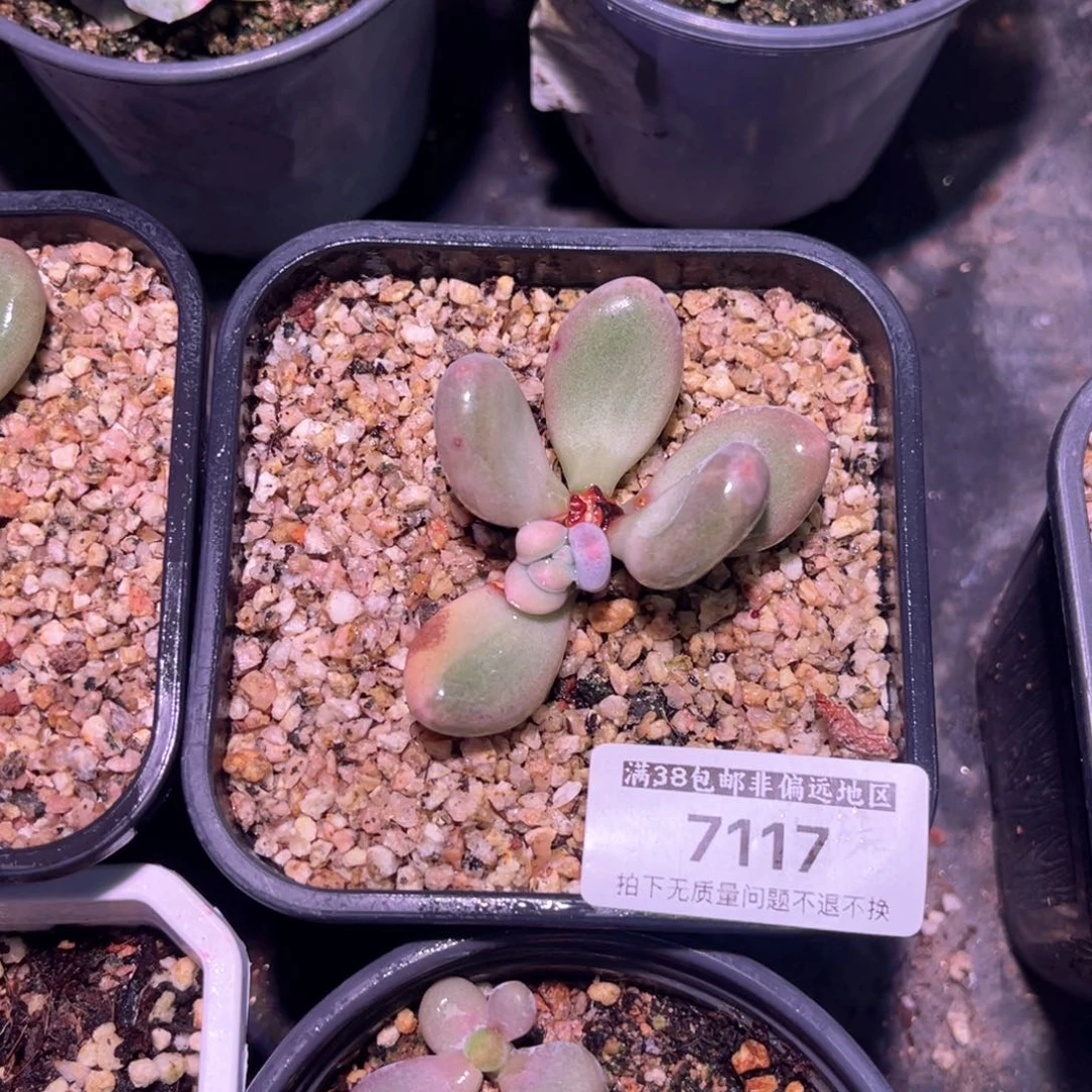 困*觉多肉特价奶酪锦7117