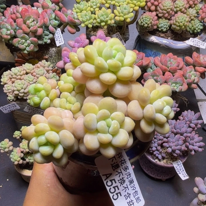 洛可可555/7cn多肉