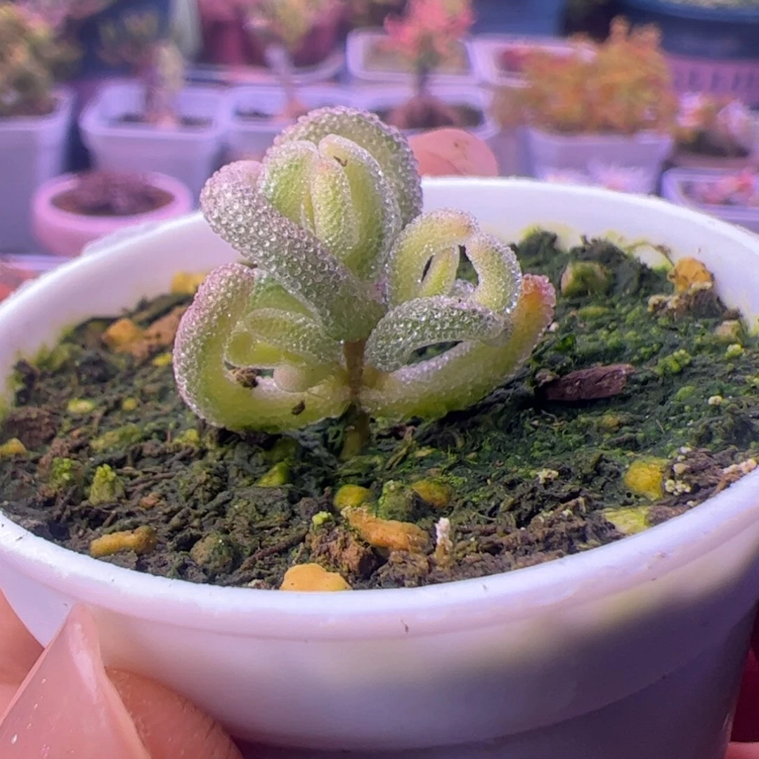 多肉植物枝干超白