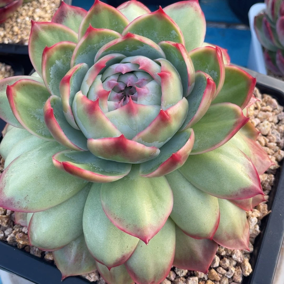 灵***师惊鸿仙子一物一拍