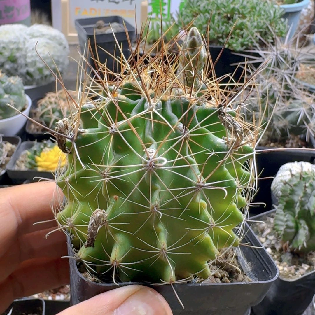 773龙王球脱土发货实生