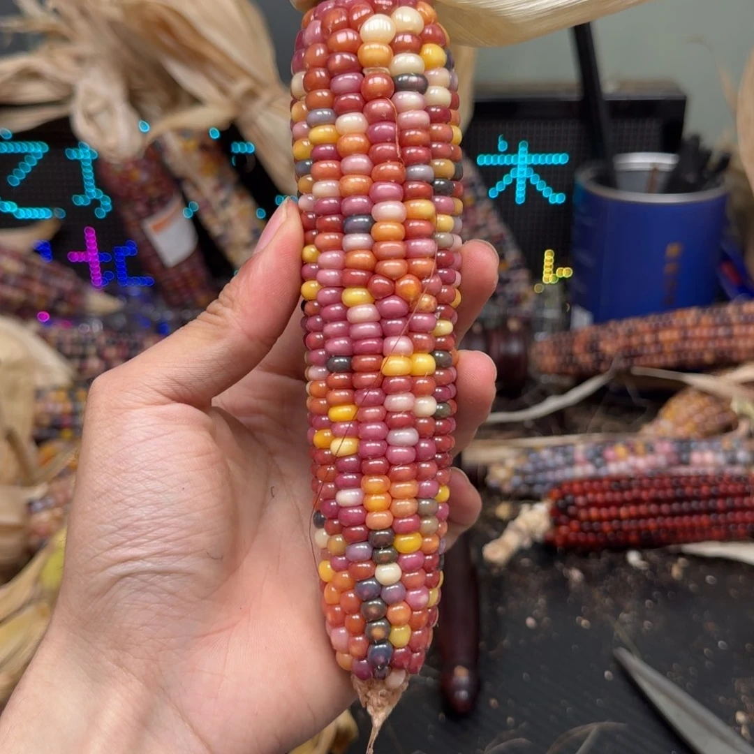 柏香籽/百香籽吊坠Q*星