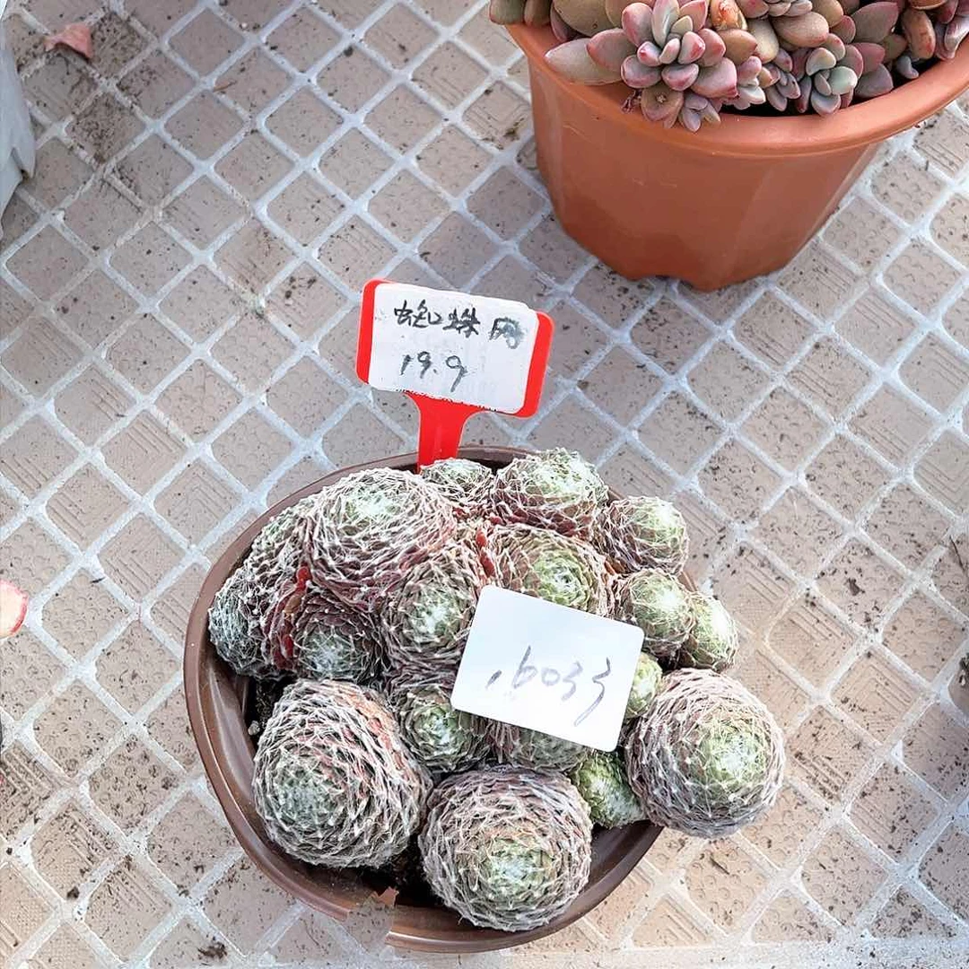 蜘蛛网小群16033