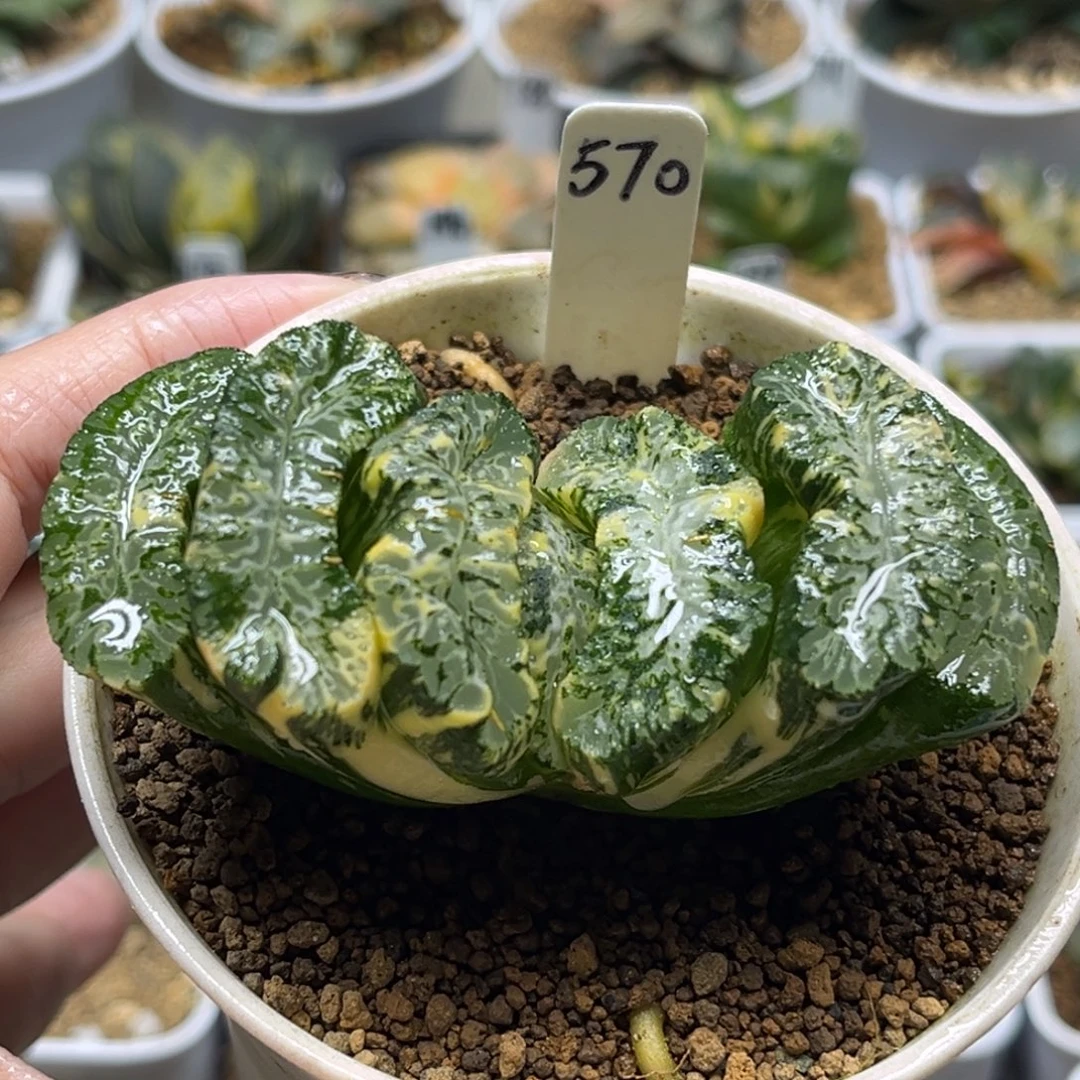 570母本北斋玉扇锦福利专场