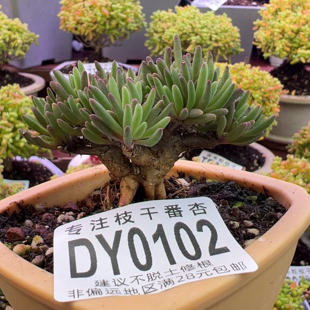 0202晶珊瑚一物一拍