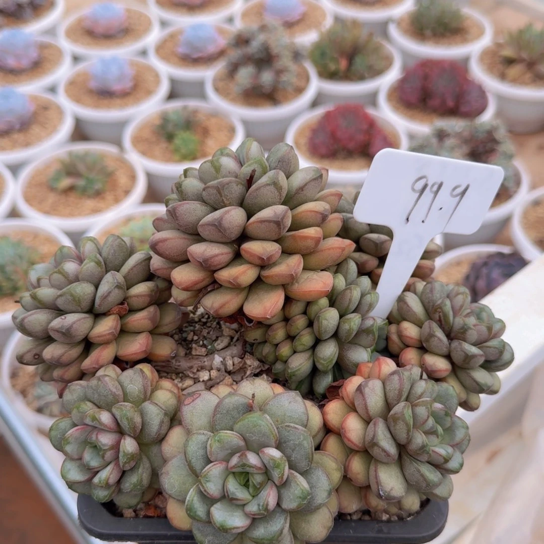 多肉植物的生长发育和生长