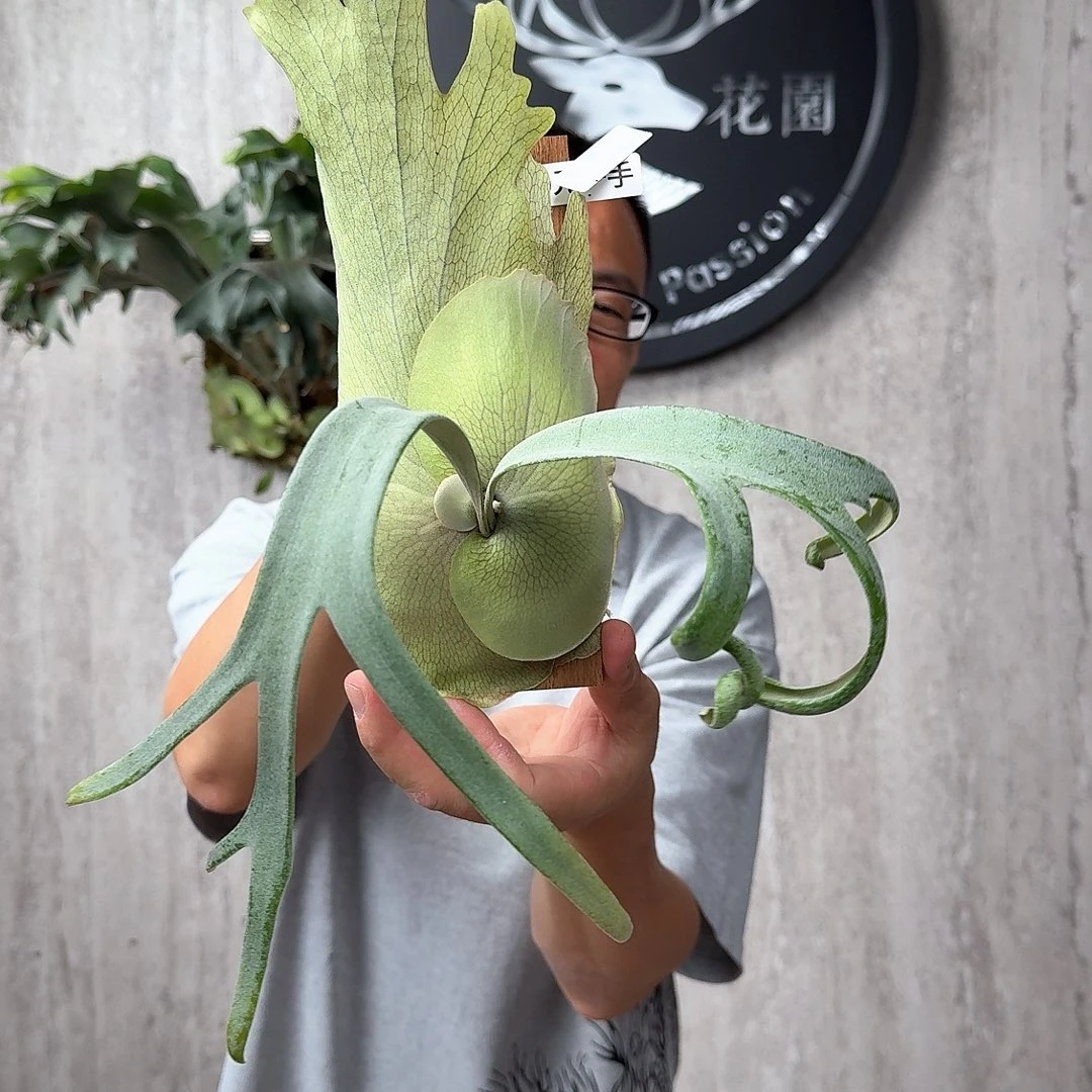 完全开放绿植绿植绿植绿植