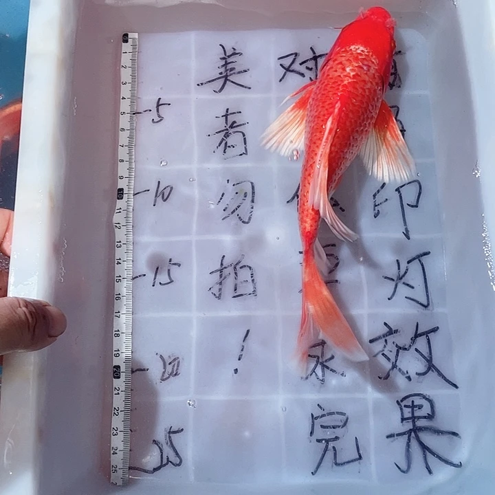 蝴蝶鲤鱼渔场直发27