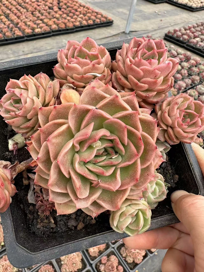 13#绯红玫瑰多肉植物 前男友精品多肉 SM858