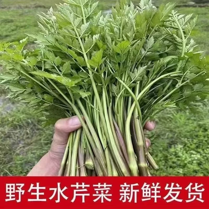 现摘水芹菜野菜新鲜蔬菜野生菜现摘当季农小叶芹野水芹非野葱蕨菜