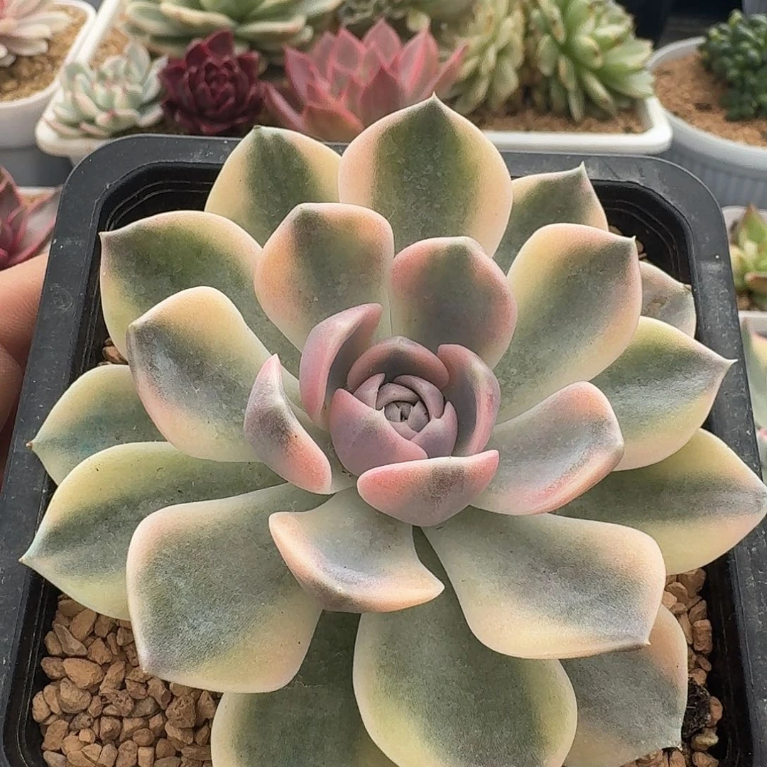 汉堡锦一物一拍的