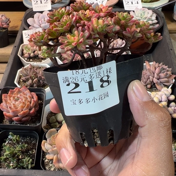 小人姬锦一物一拍多肉满20元包邮