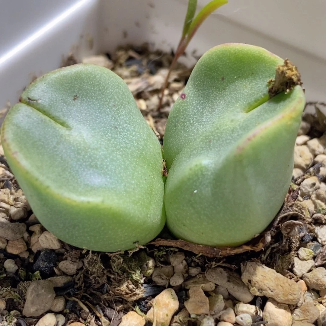 双头托马斯水饺好看好看