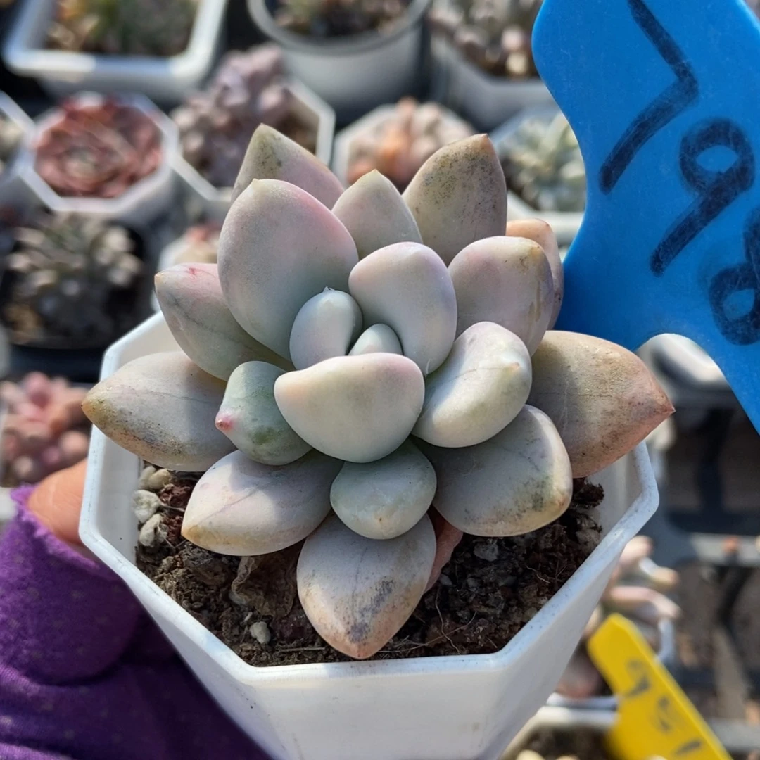 798奥普锦多肉植物多肉