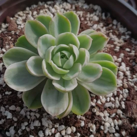 哈密瓜白覆轮锦单头带根
