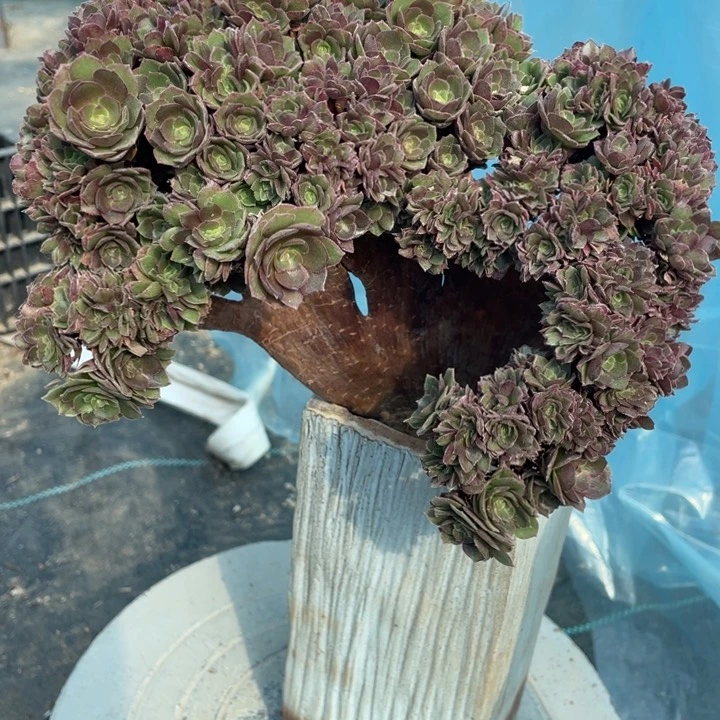 多肉植物提取技术等研究板子带伤