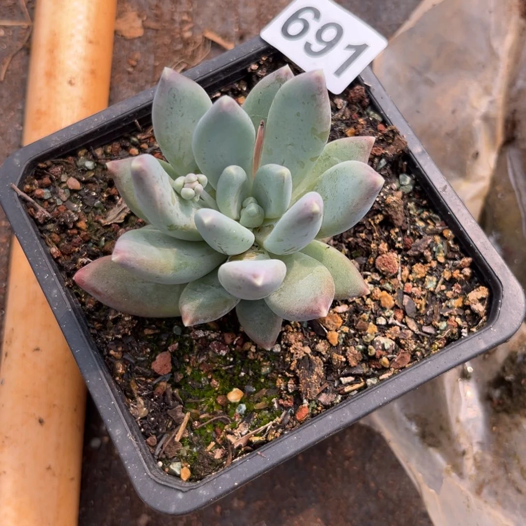 天使之翼多肉植物691