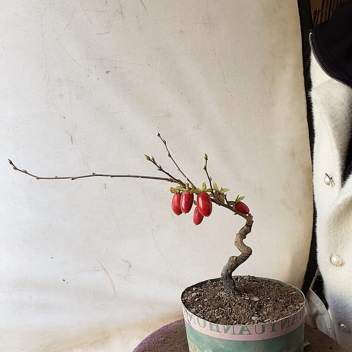 顺***A大量花朵（建议范围：8朵-15朵 或40%以上）