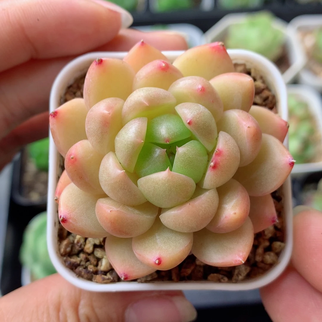 58包邮  群生不包整 6