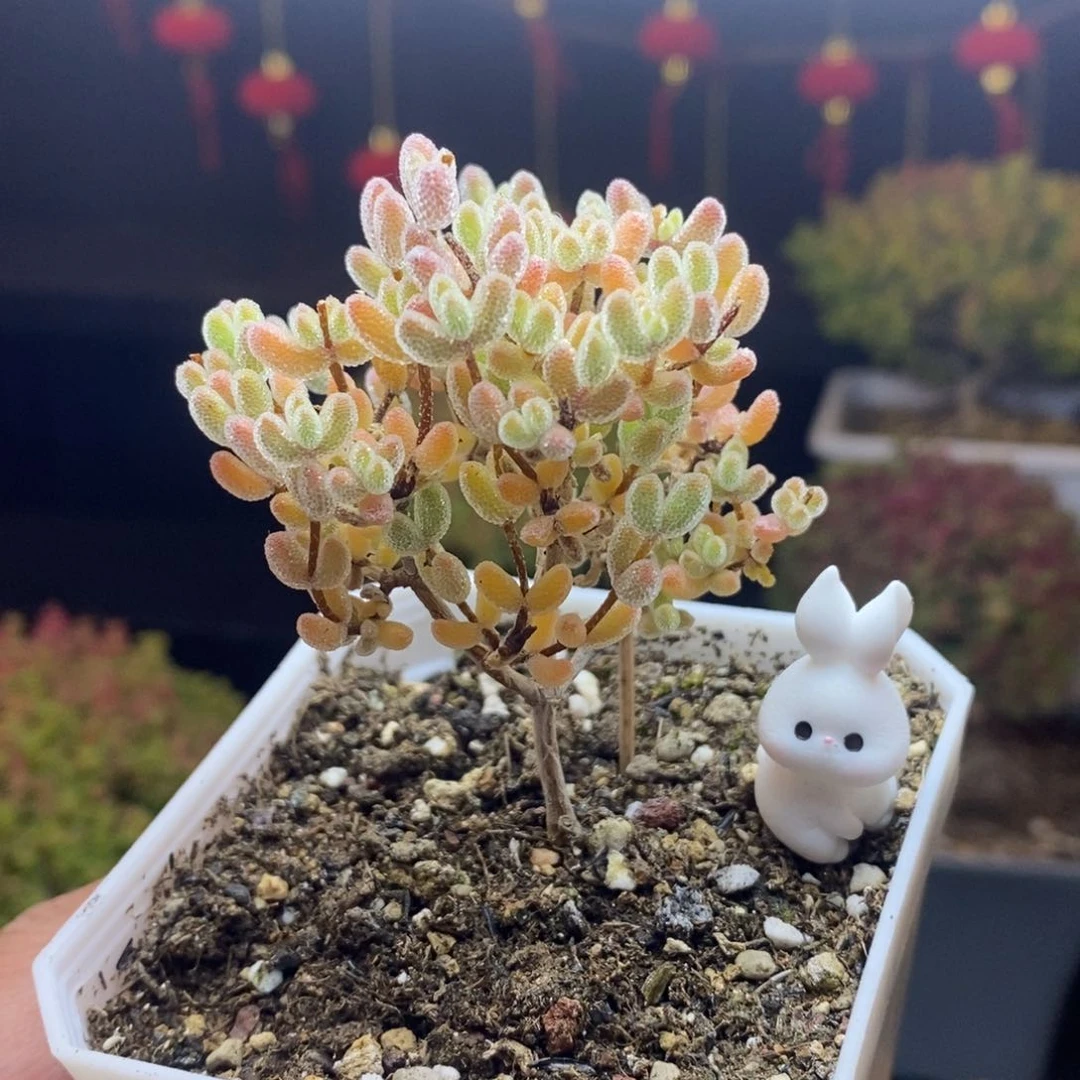 99号优选 冰晶枝干多肉