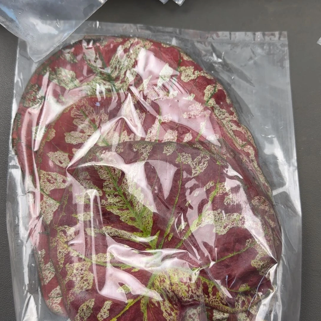 12-1019广东发货宇宙唯一