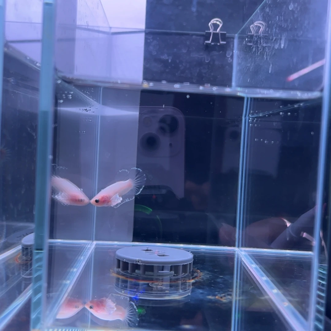 斗鱼泰国斗鱼12号