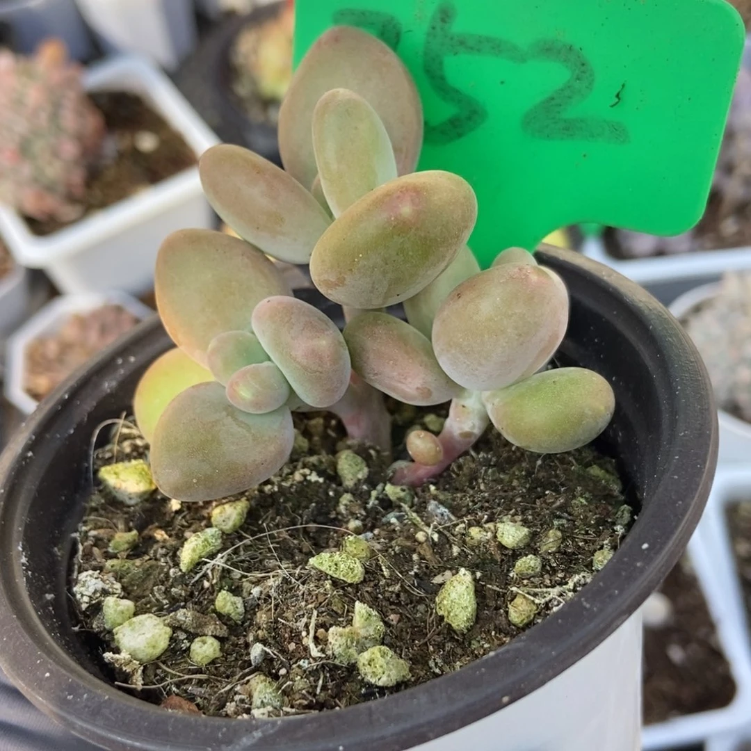 752芒果美人多肉植物