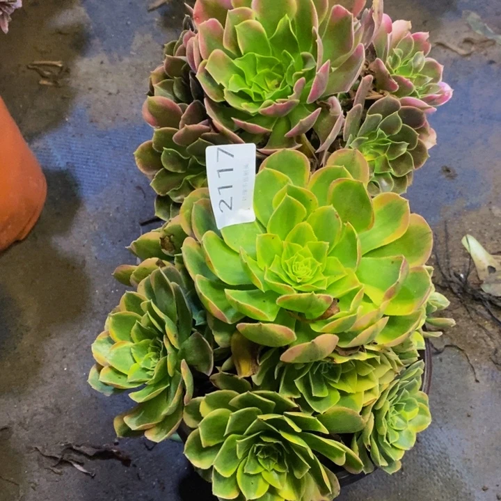 两盆多肉断头不包2117