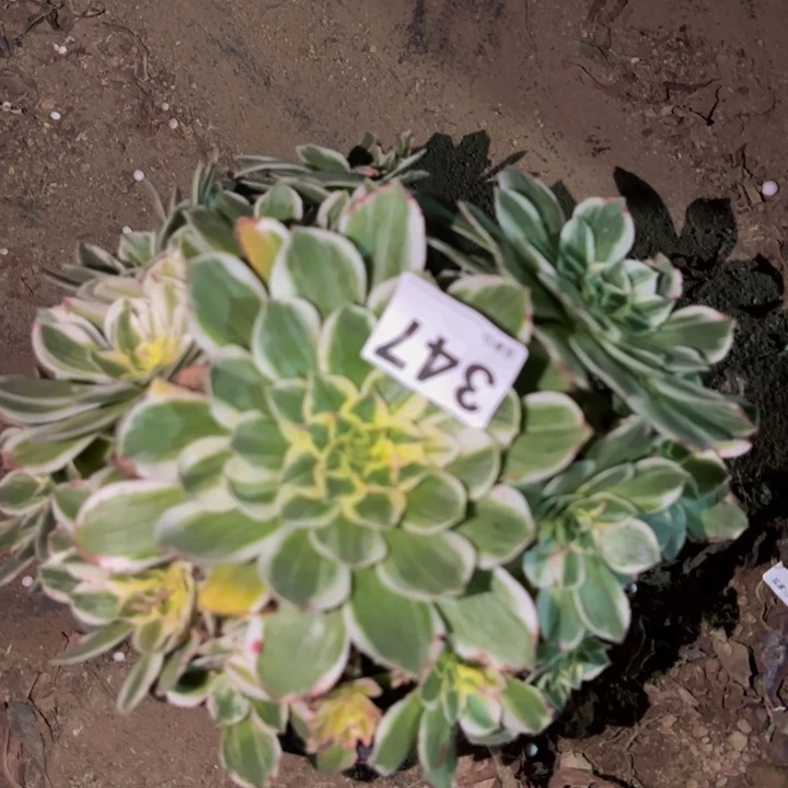 347伊丽莎白多肉植物不售后